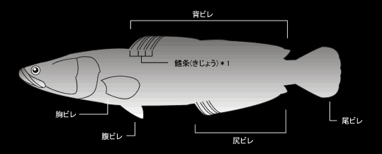 ＊1鰭条(きじょう)：ヒレの基本構造となる骨。軟らかいのを軟条と呼び、バスの第1背ビレのように尖ったものを棘（きょく）と呼ぶ。3本の棘と4本の軟条なら「3棘4軟条」という